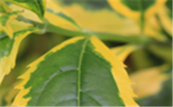 啤酒廠廢水COD測定中幾個應(yīng)注意的問題